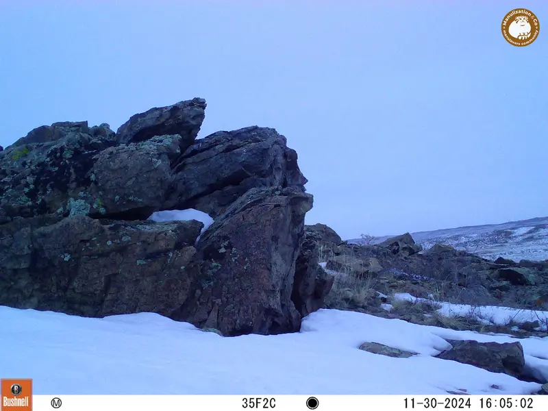 A photograph of a Pallas&#039;s cat from Karashoky camera trap