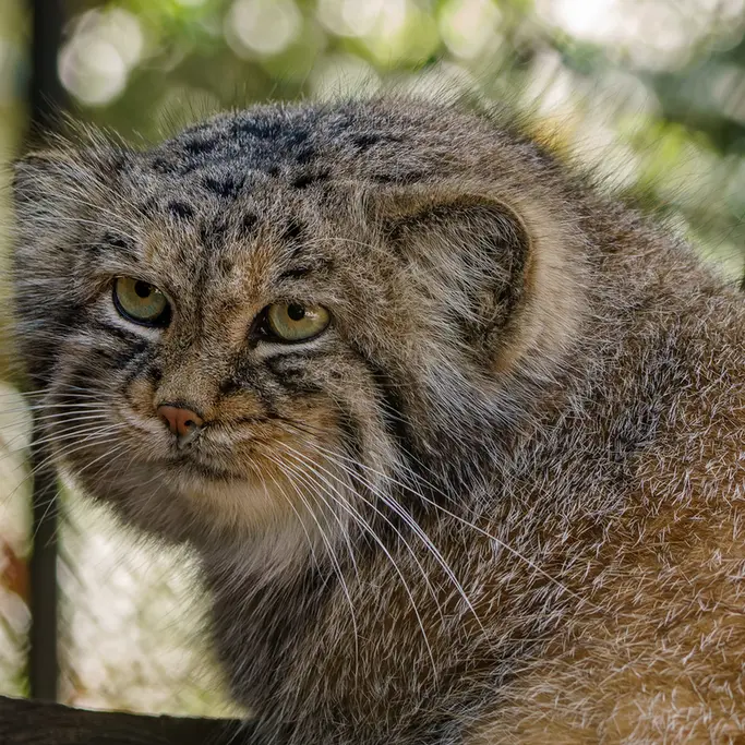 A photograph of Manu in Brno Zoo