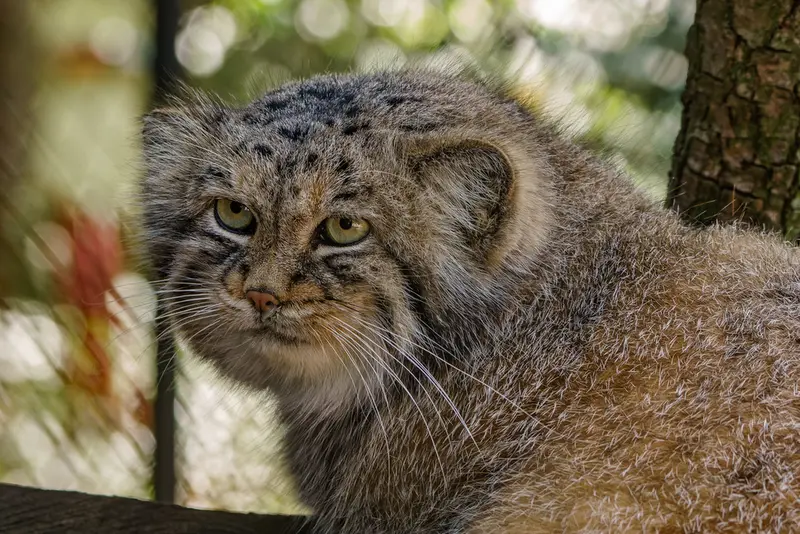 A photograph of Manu in Brno Zoo