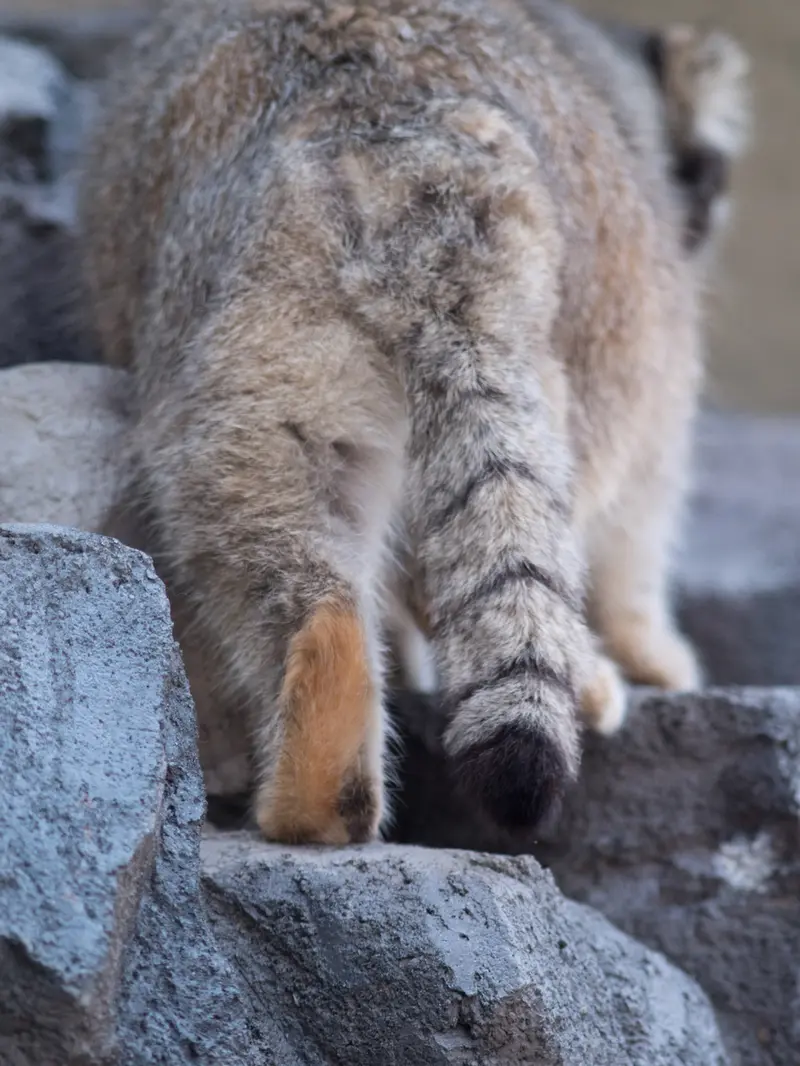 A photograph of Grusha in Asahiyama Zoo