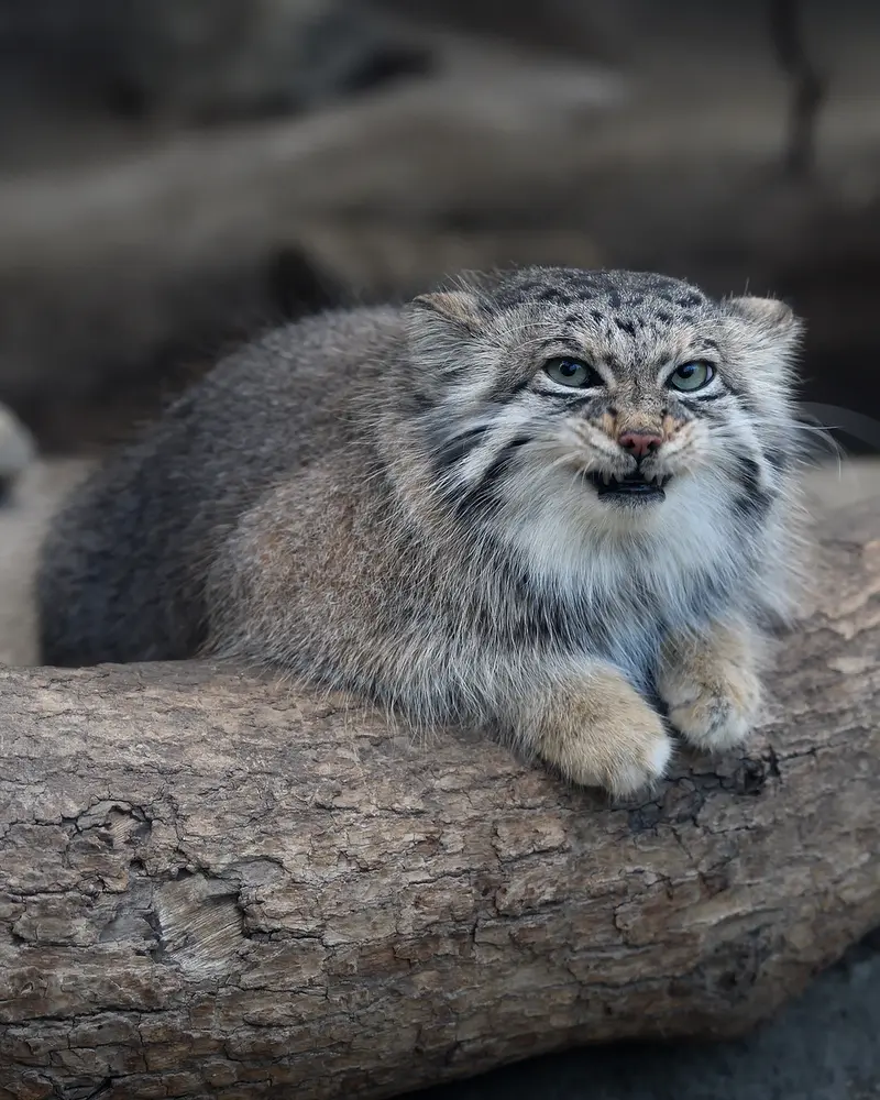 A photograph of Az in Kobe Animal Kingdom