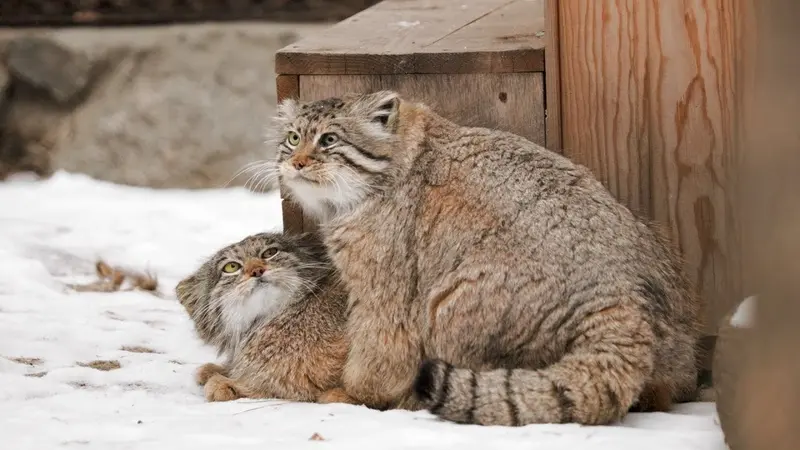 A photograph of a Pallas's cat