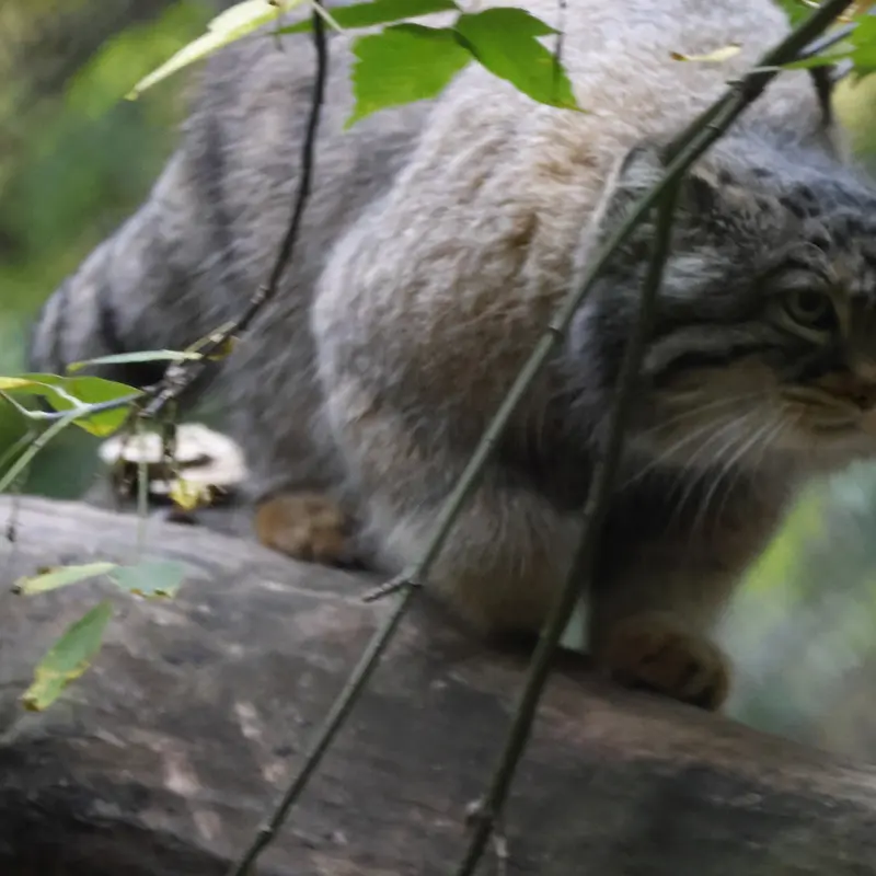 A photograph of Zosya in Novosibirsk Zoo