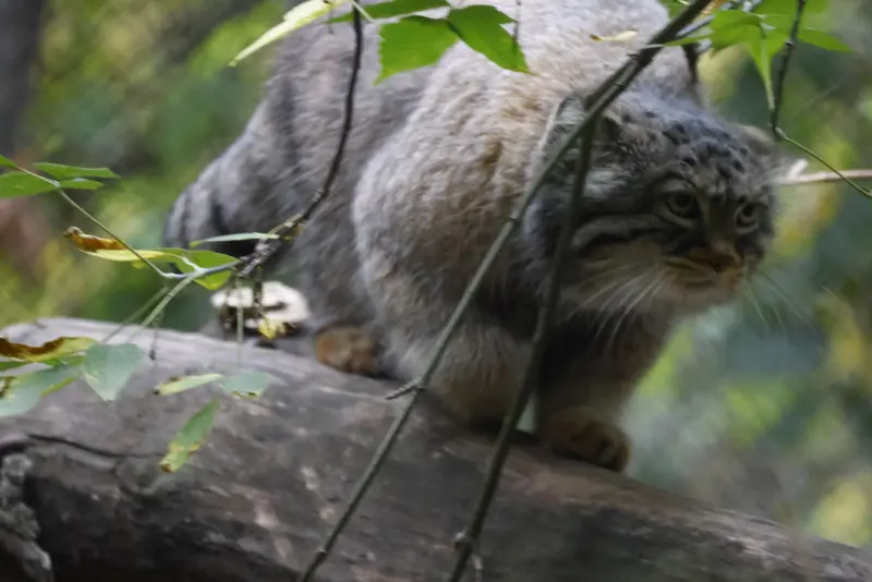 A photograph of Zosya in Novosibirsk Zoo