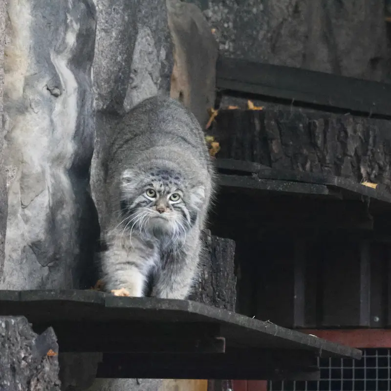 A photograph of a Pallas's cat