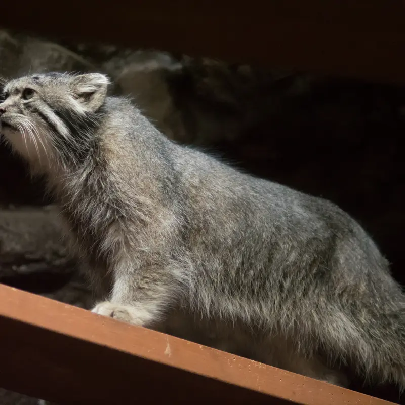 A photograph of Klyon in Ueno Zoological Gardens