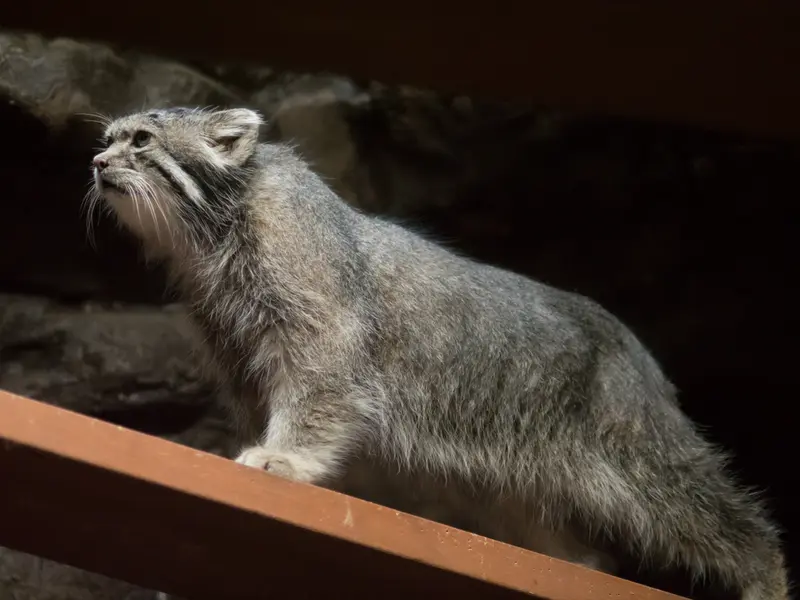 A photograph of Klyon in Ueno Zoological Gardens