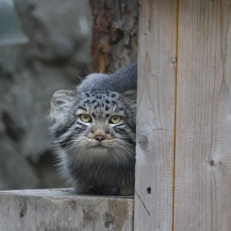 A photograph of Son of Lolo b.2026 Ⅱ in Novosibirsk Zoo