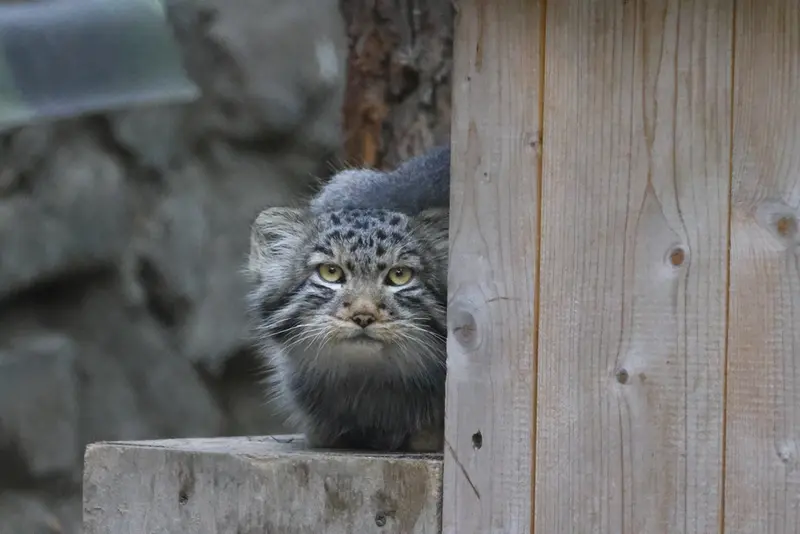 A photograph of Son of Lolo b.2026 Ⅱ in Novosibirsk Zoo