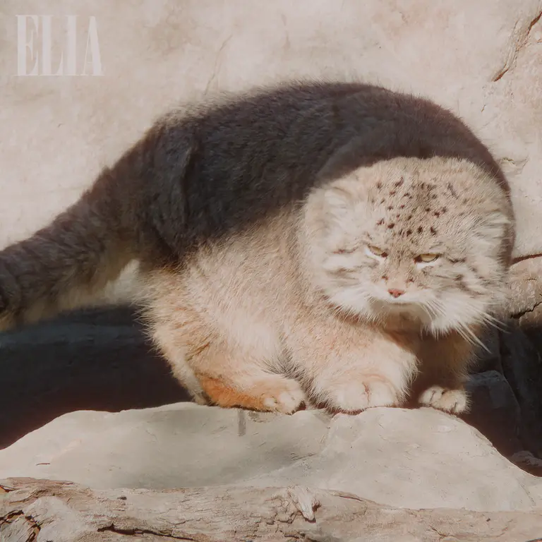 A photograph of Olaf in Calgary Zoo / Wilder Institute