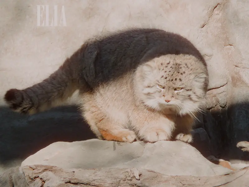 A photograph of Olaf in Calgary Zoo / Wilder Institute
