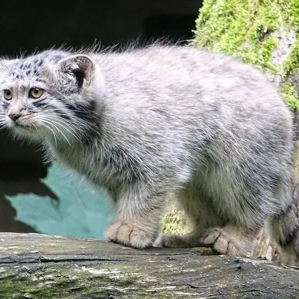 A photograph of Pomponnette in Korkeasaari Zoo