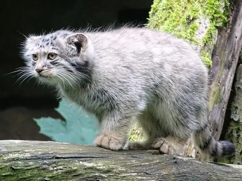 A photograph of Pomponnette in Korkeasaari Zoo