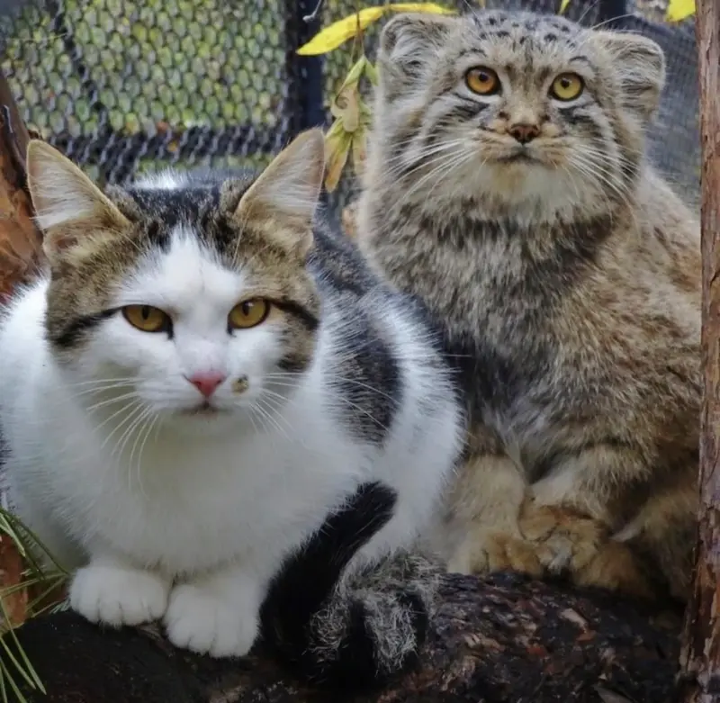 A photograph of Lev in Novosibirsk Zoo