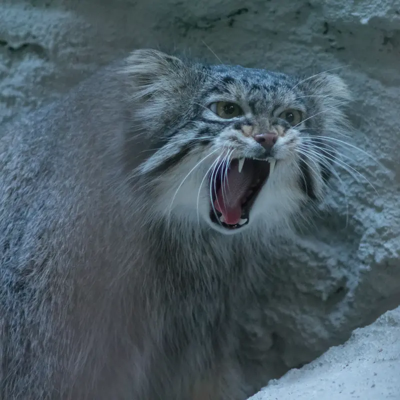 A photograph of Figa in Nogeyama Zoo