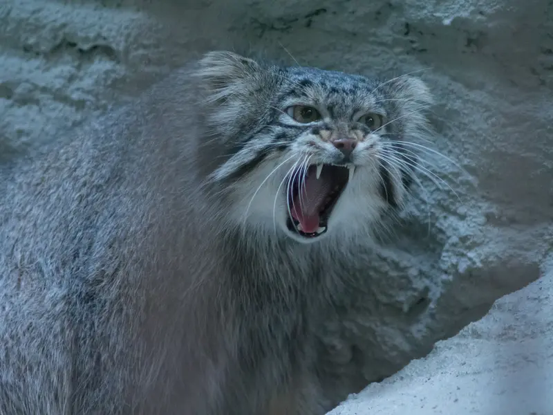 A photograph of Figa in Nogeyama Zoo
