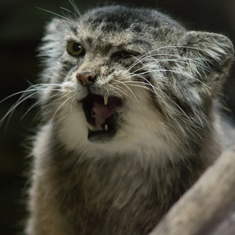A photograph of Primula in Ueno Zoological Gardens