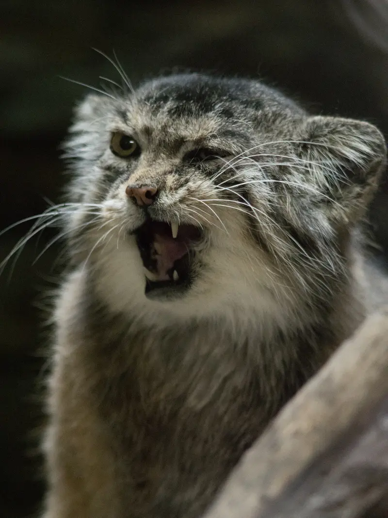 A photograph of Primula in Ueno Zoological Gardens