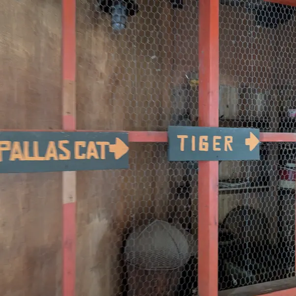 A photograph of a Pallas&#039;s cat in Columbus Zoo and Aquarium