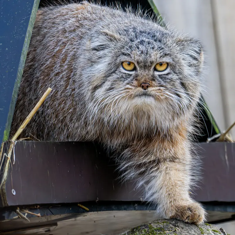 Manul of the day