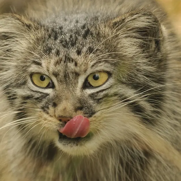 A photograph of Tula in The Big Cat Sanctuary