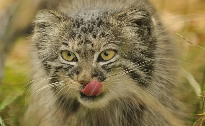 A photograph of Tula in The Big Cat Sanctuary