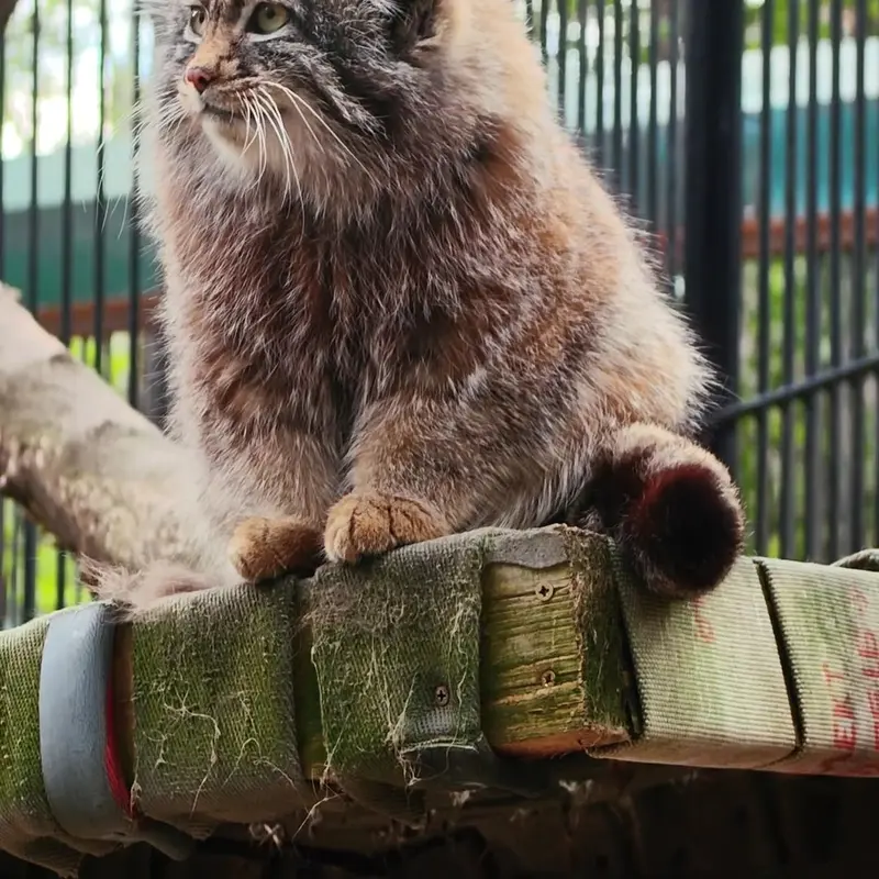 A photograph of a Pallas's cat in Novosibirsk Zoo