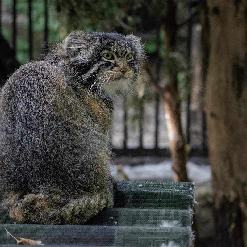 A photograph of Marik in Novosibirsk Zoo