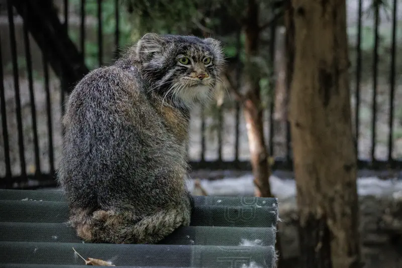 A photograph of Marik in Novosibirsk Zoo