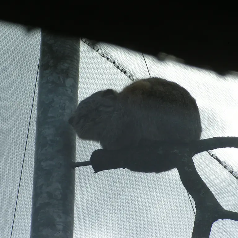 A photograph of Bat-Erdene in The Lakeland Wildlife Oasis