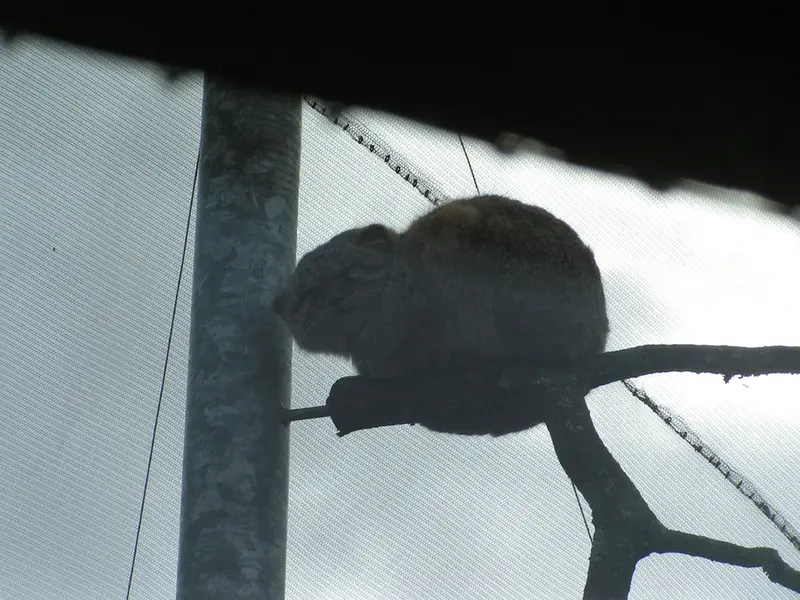 A photograph of Bat-Erdene in The Lakeland Wildlife Oasis