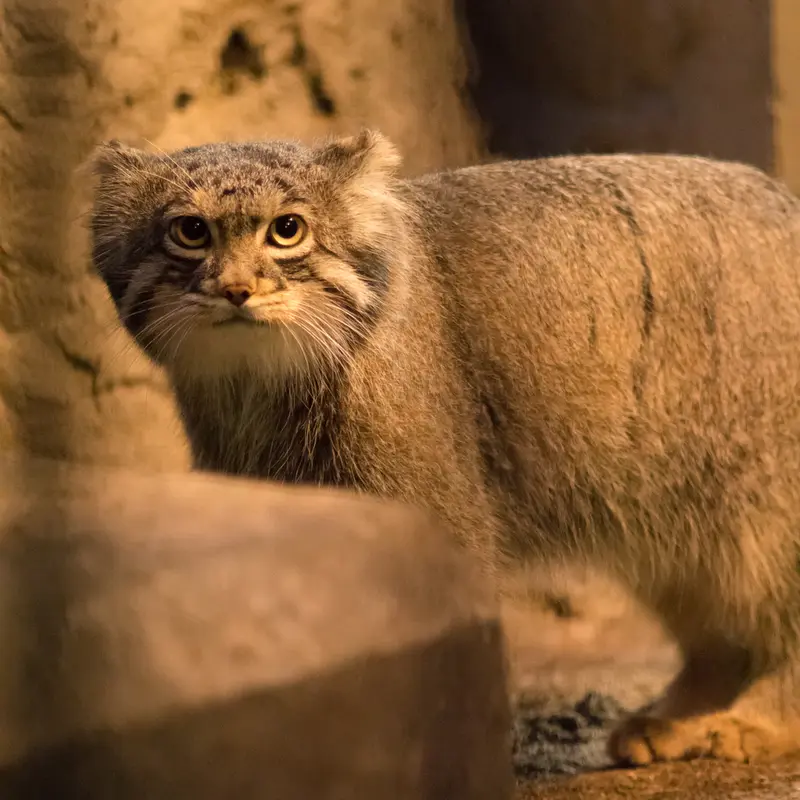 A photograph of Figa in Nogeyama Zoo