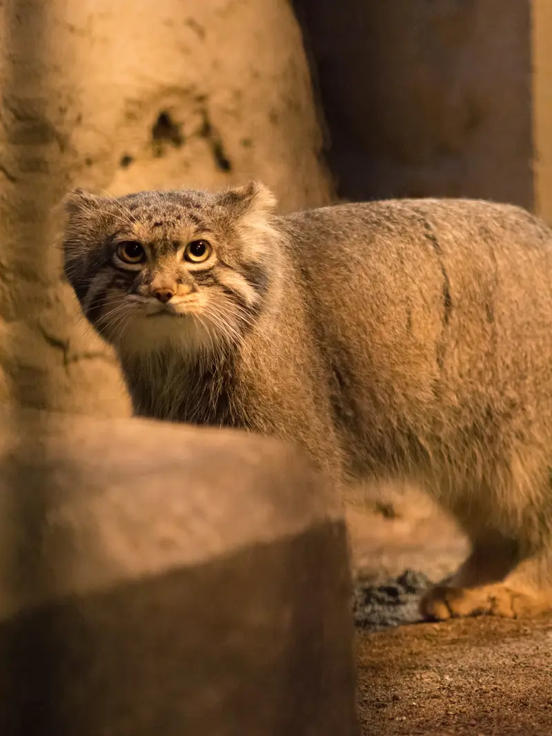 A photograph of Figa in Nogeyama Zoo