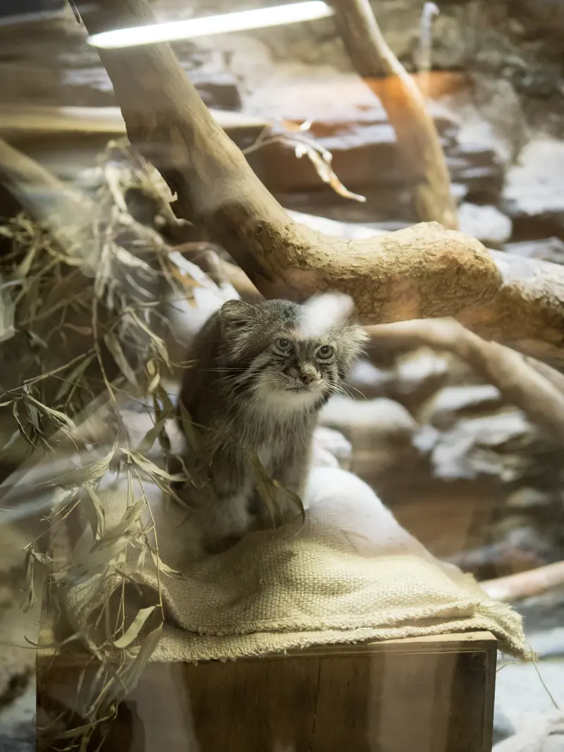 A photograph of Klyon in Ueno Zoological Gardens