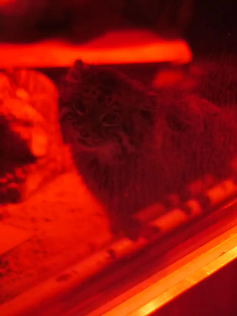 A photograph of Naim in Ueno Zoological Gardens