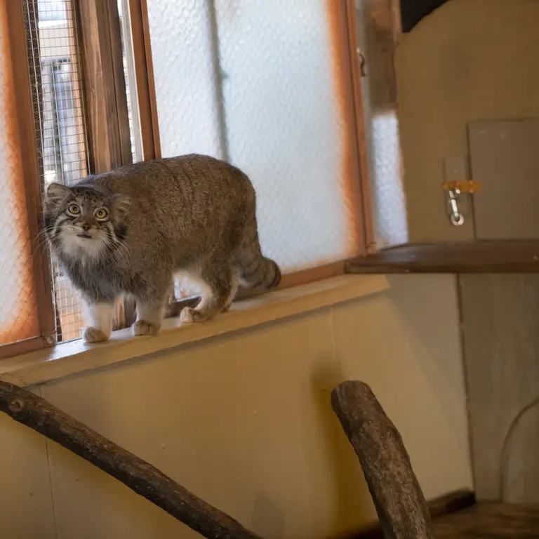 A photograph of Oto in Saitama Children's Zoo