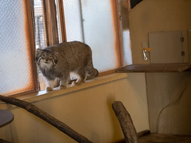 A photograph of Oto in Saitama Children's Zoo
