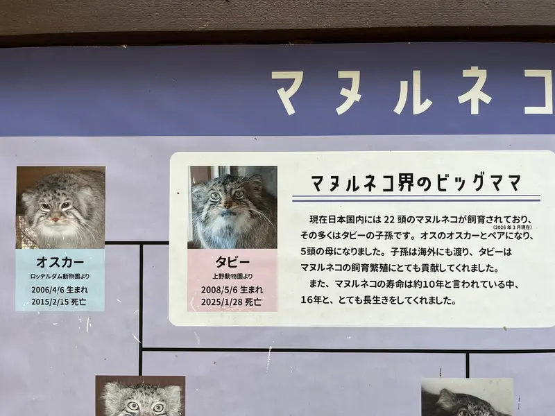 A photograph of a Pallas's cat in Saitama Children's Zoo