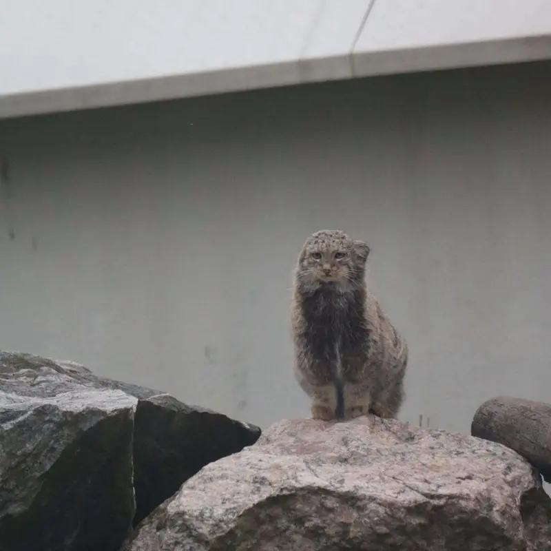 A photograph of Saimi in Korkeasaari Zoo
