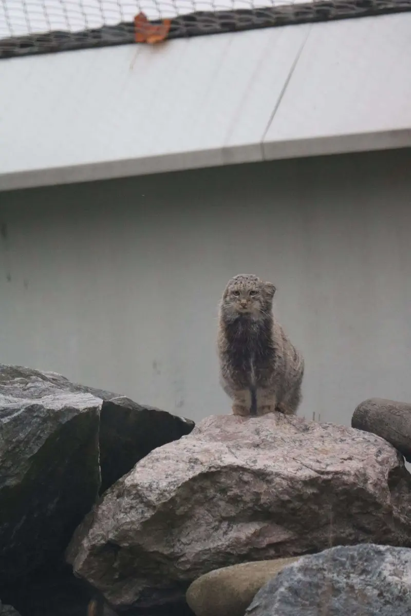A photograph of Saimi in Korkeasaari Zoo