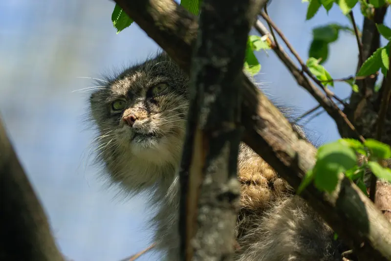 A photograph of Pazzo in Łódź Zoo