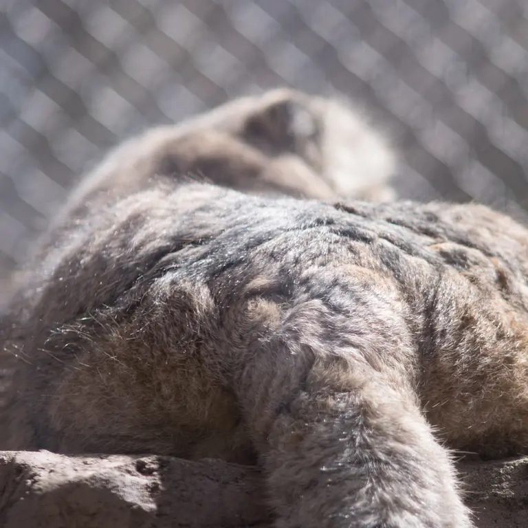 A photograph of Lotos in Saitama Children's Zoo