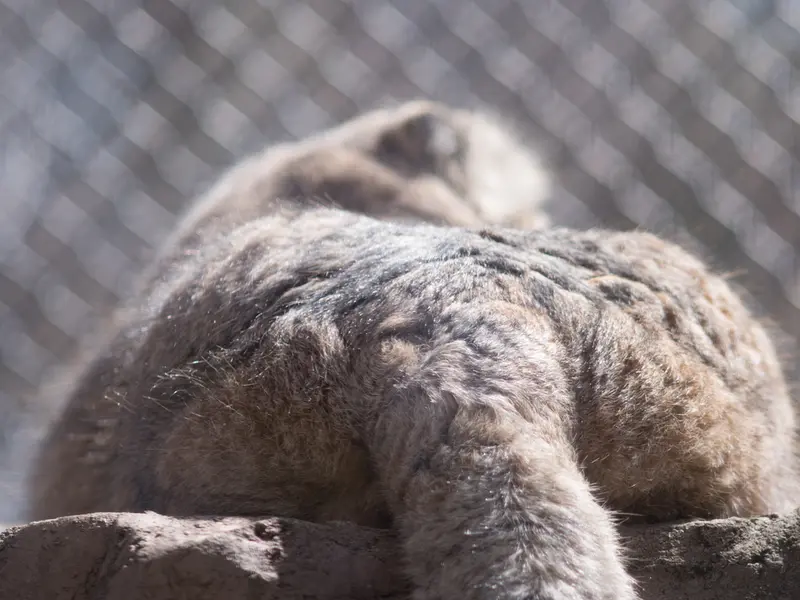 A photograph of Lotos in Saitama Children's Zoo