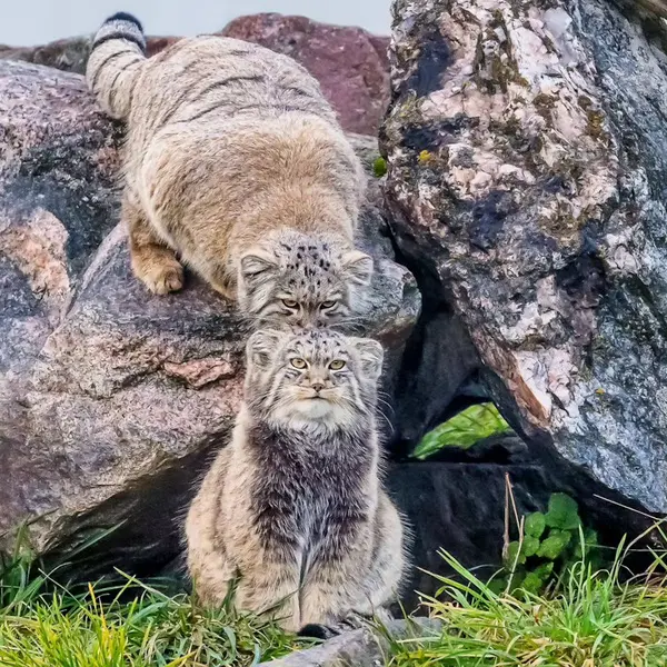 A photograph of Qolli-Olli and Qatti-Matti in Korkeasaari Zoo