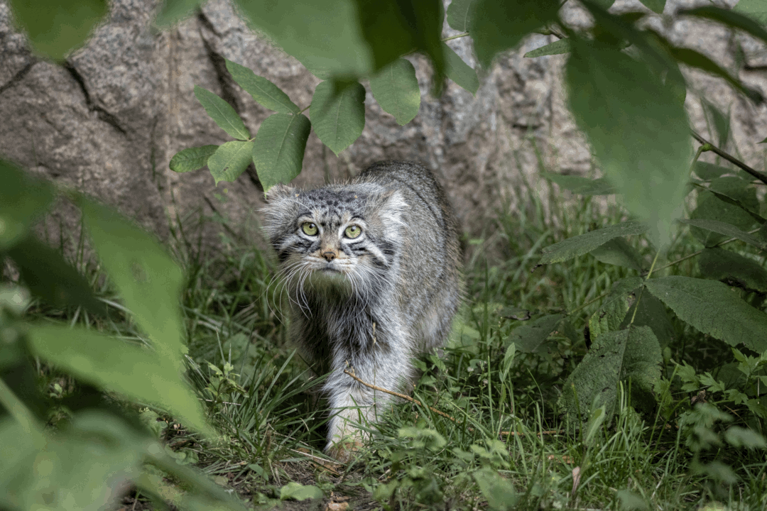 A photograph of a Pallas's cat