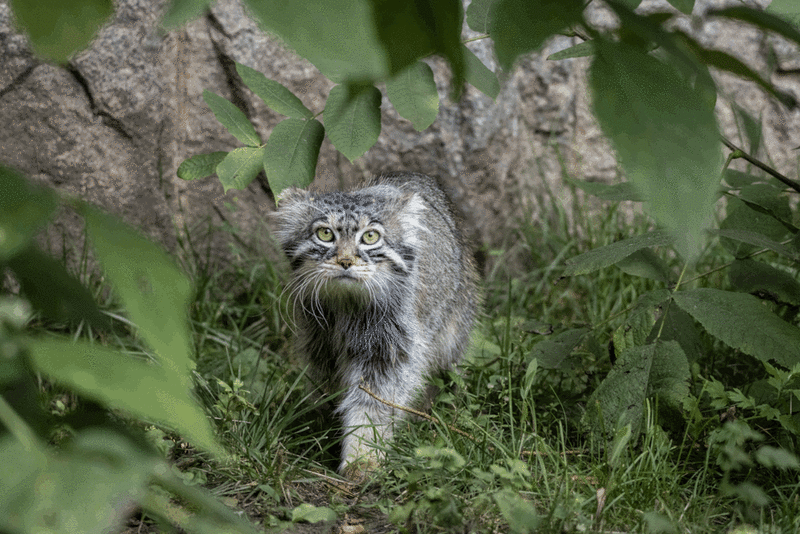 A photograph of a Pallas's cat