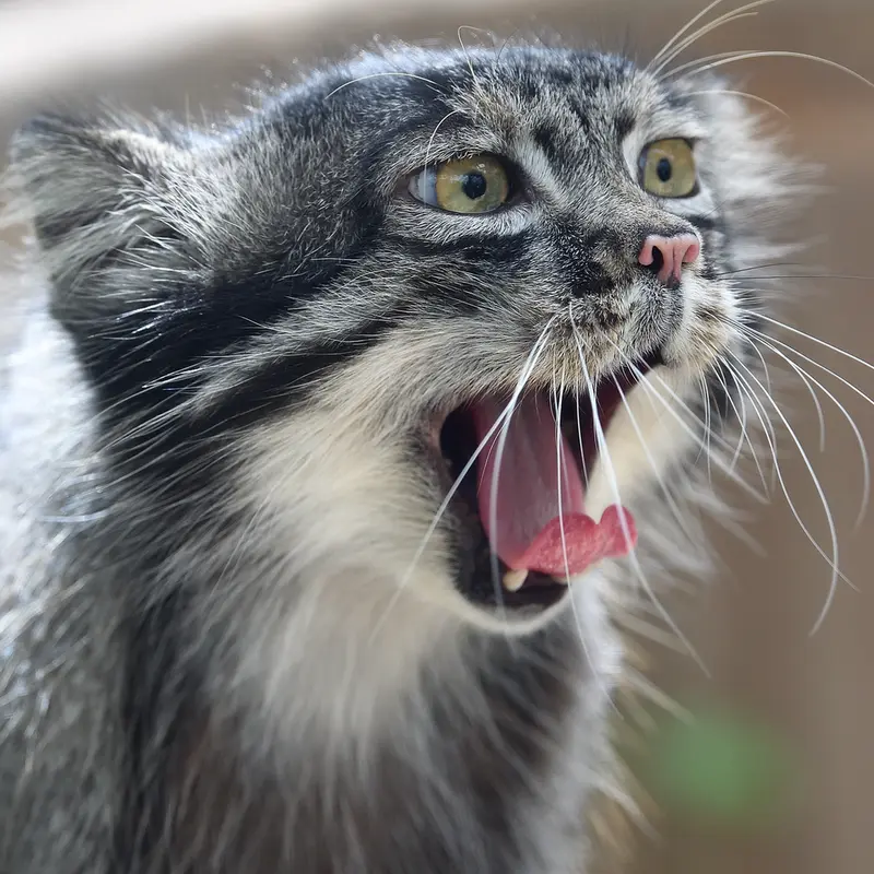 A photograph of Nar in Kobe Animal Kingdom