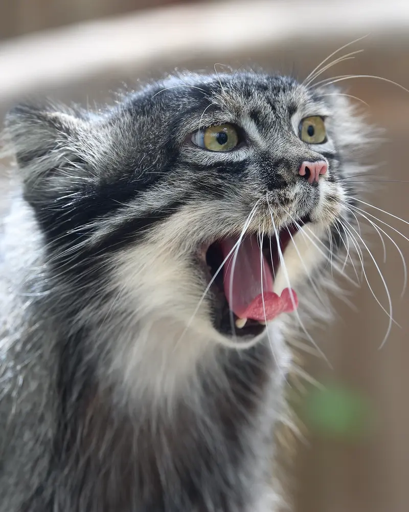 A photograph of Nar in Kobe Animal Kingdom
