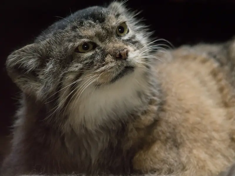 A photograph of Primula in Ueno Zoological Gardens