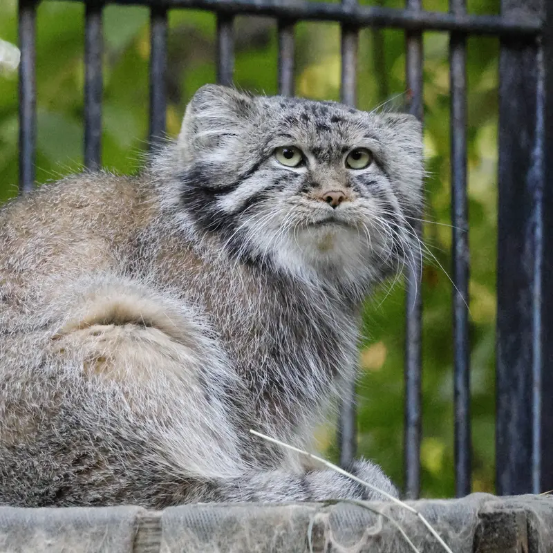 A photograph of Sylvester in Novosibirsk Zoo